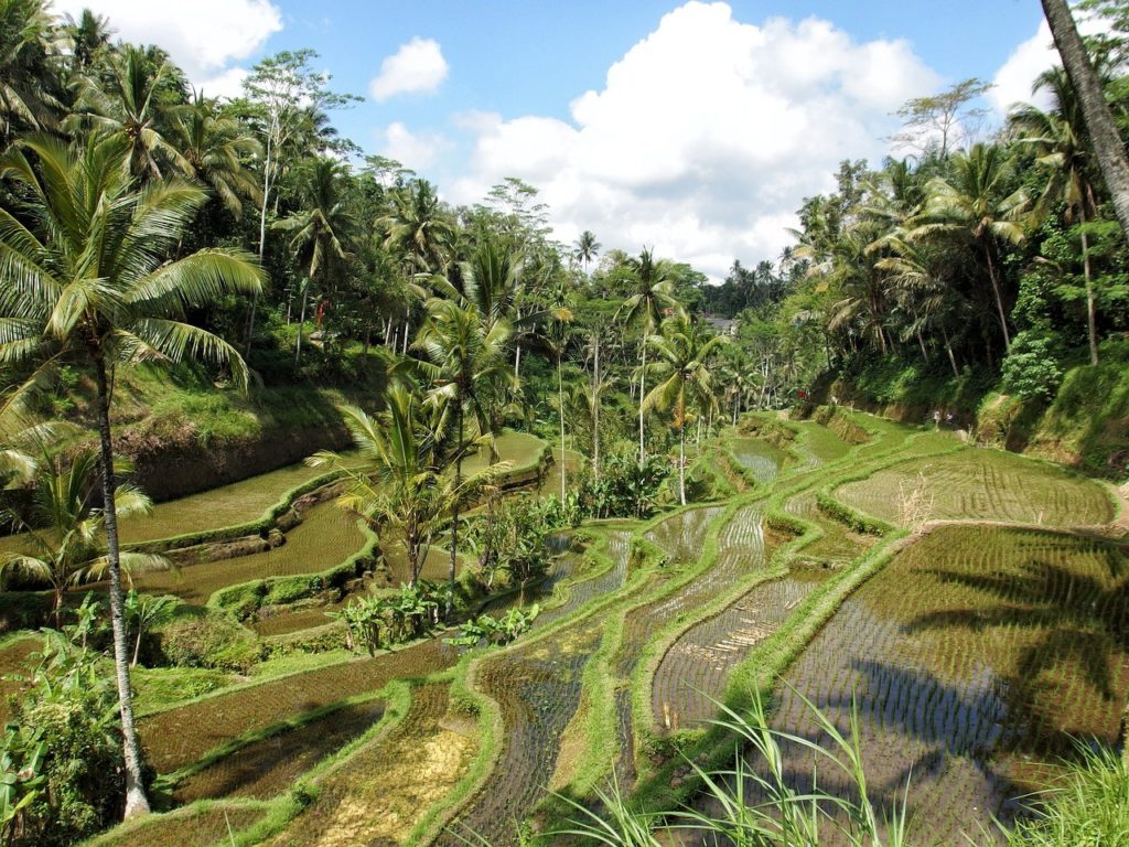 Ubud culture du riz