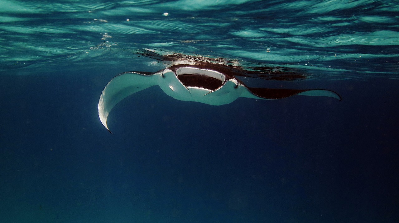 Plongée sous marine aux Maldives