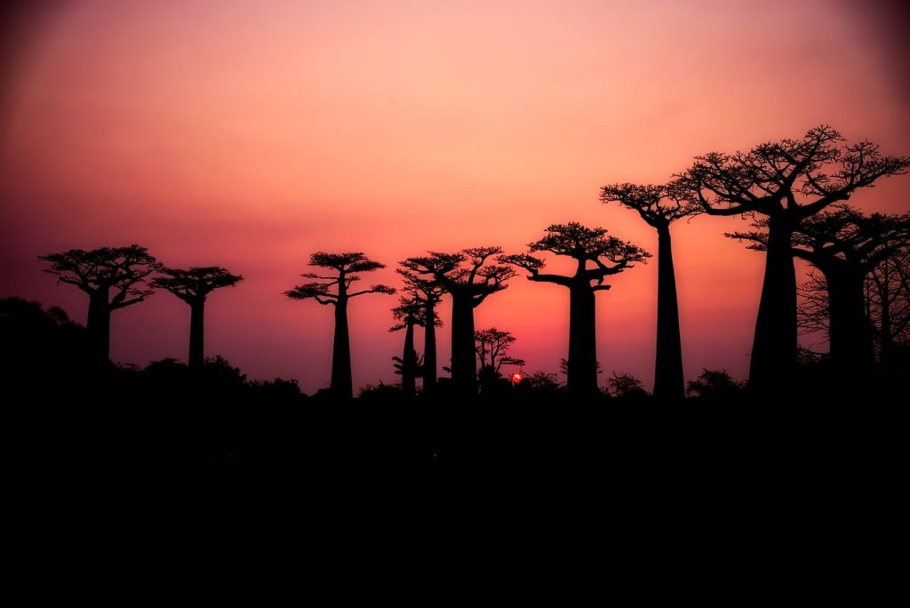 Baobab de Madagascar