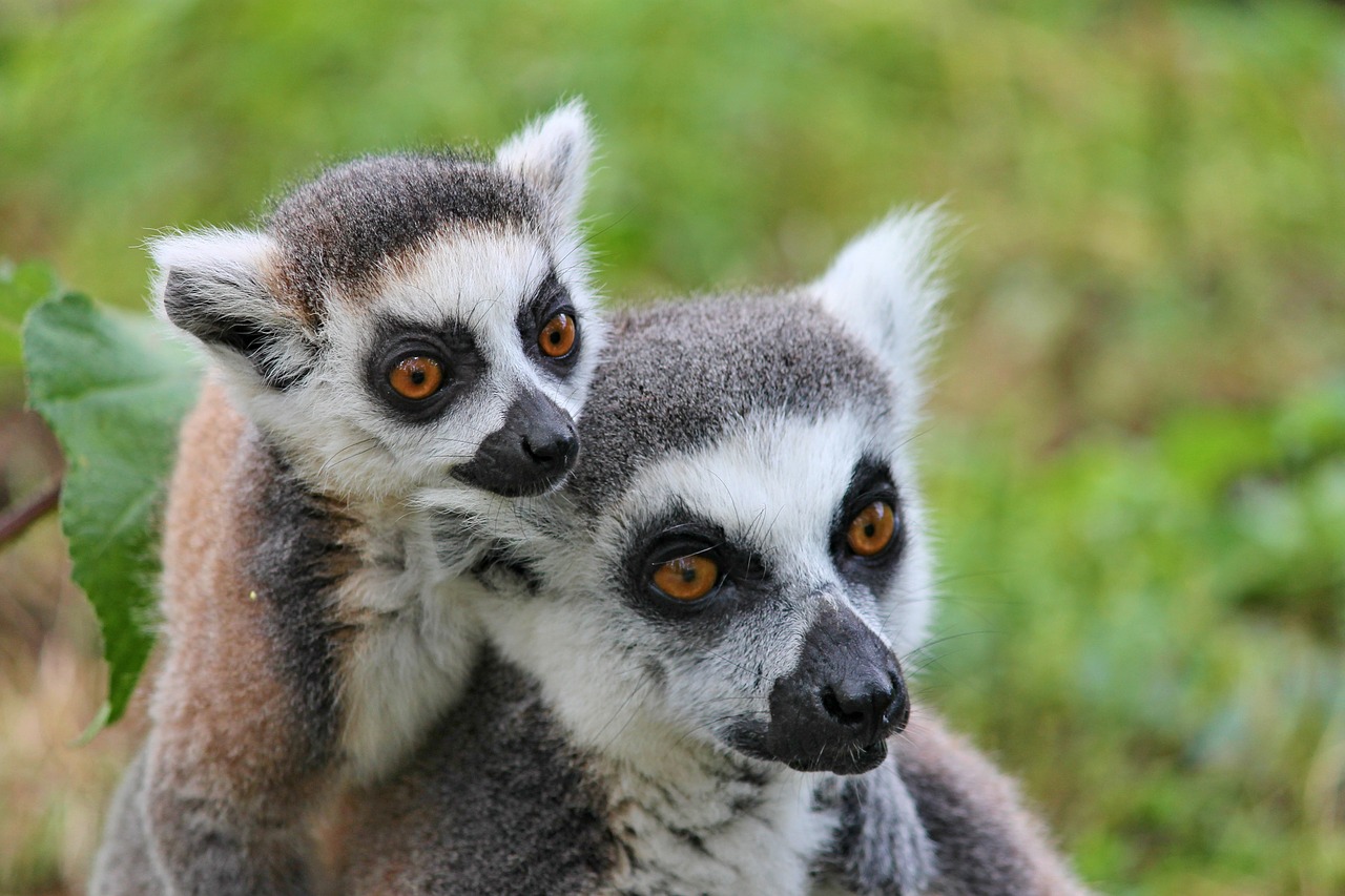 Lémuriens de Madagasacar