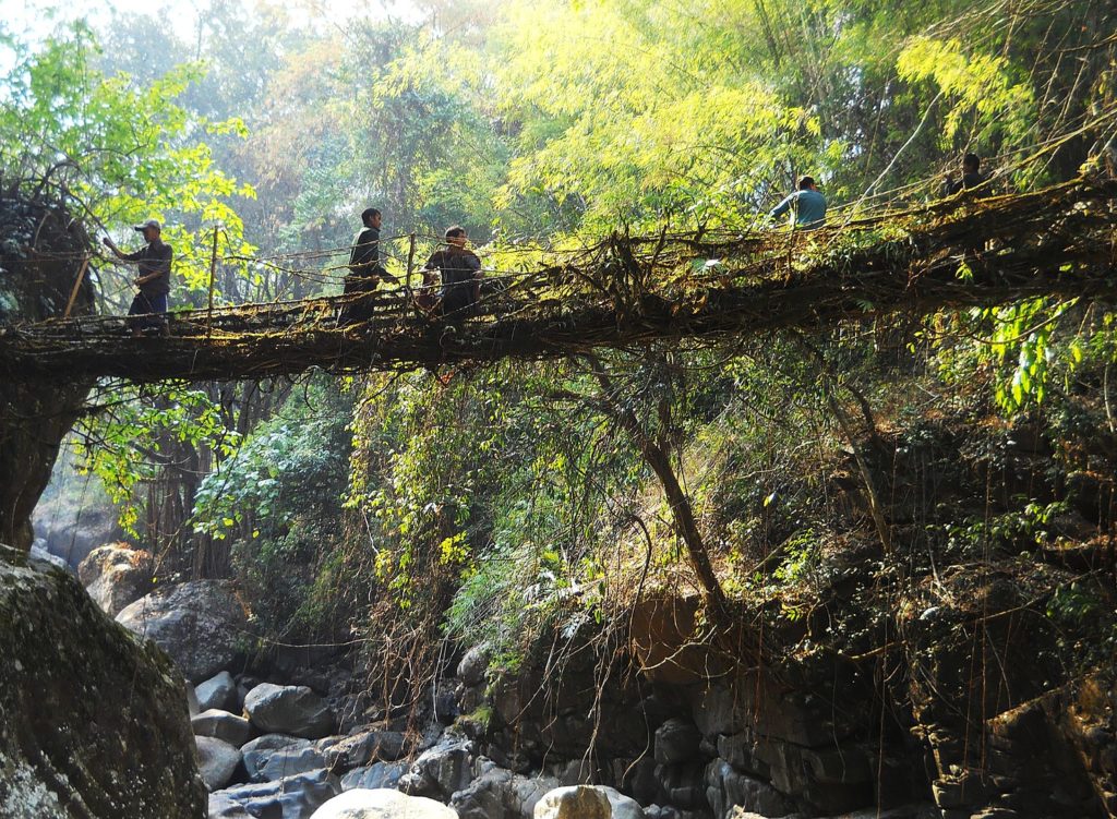 Ponts vivants du meghalaya