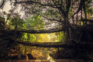 Pont vivant du Meghalaya